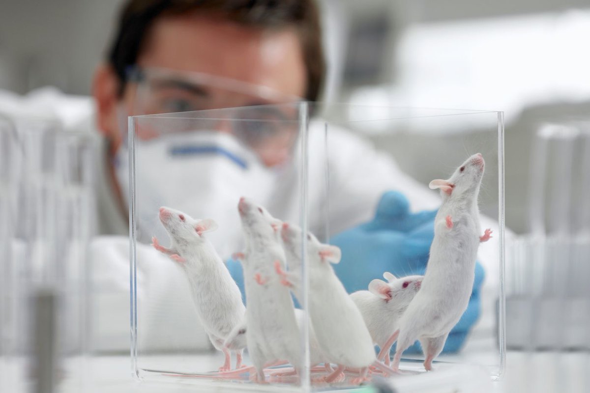 CerfiaFR's tweet image. 🐀🐒 Aujourd’hui, c’est la Journée internationale pour les animaux dans les laboratoires. Elle rend hommage à tous ceux qui ont souffert et ont été tués dans les labos.