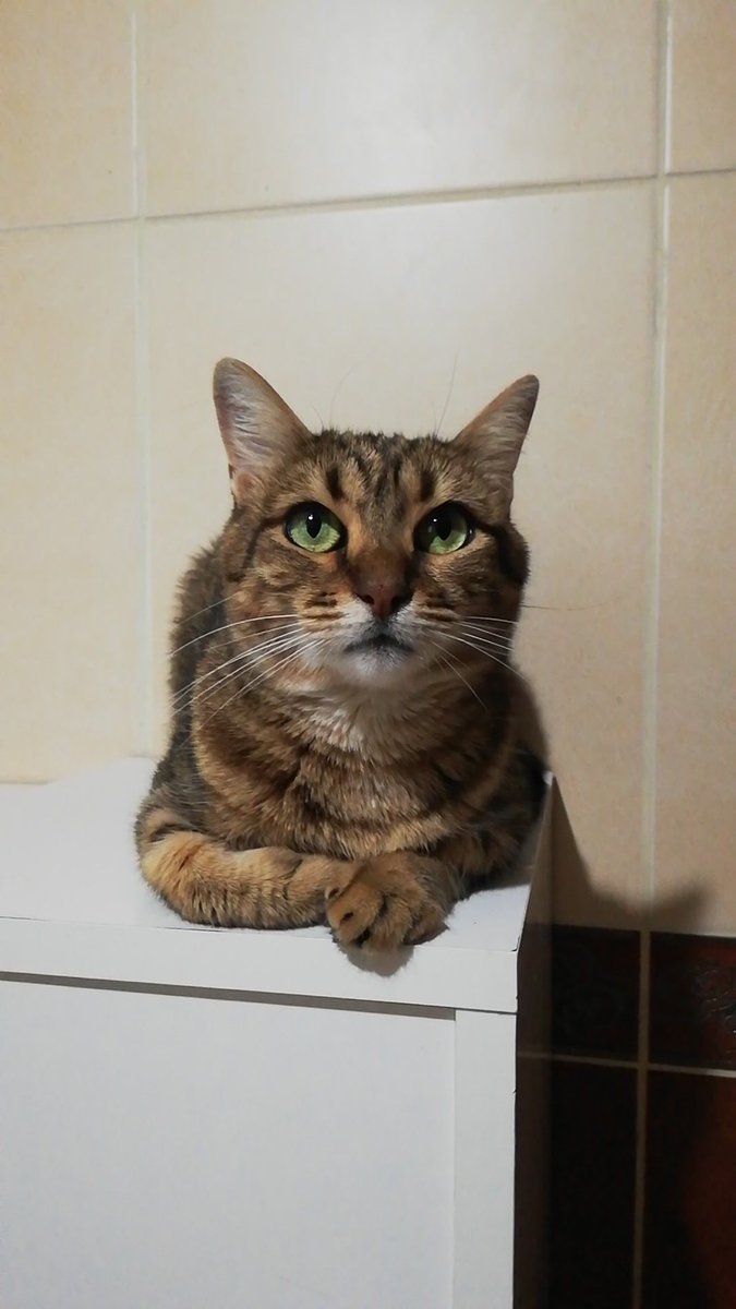 kedim kutuya girmedi dışarı çıkarken elimden kaçtı ağlayıp duruyorum. çipi vardı bulabilir miyim acaba İstanbul Bağcılar. Ağlıyorum

<a href="/crystalyunkim/">Jeonjun BONCUK KAYIP</a>