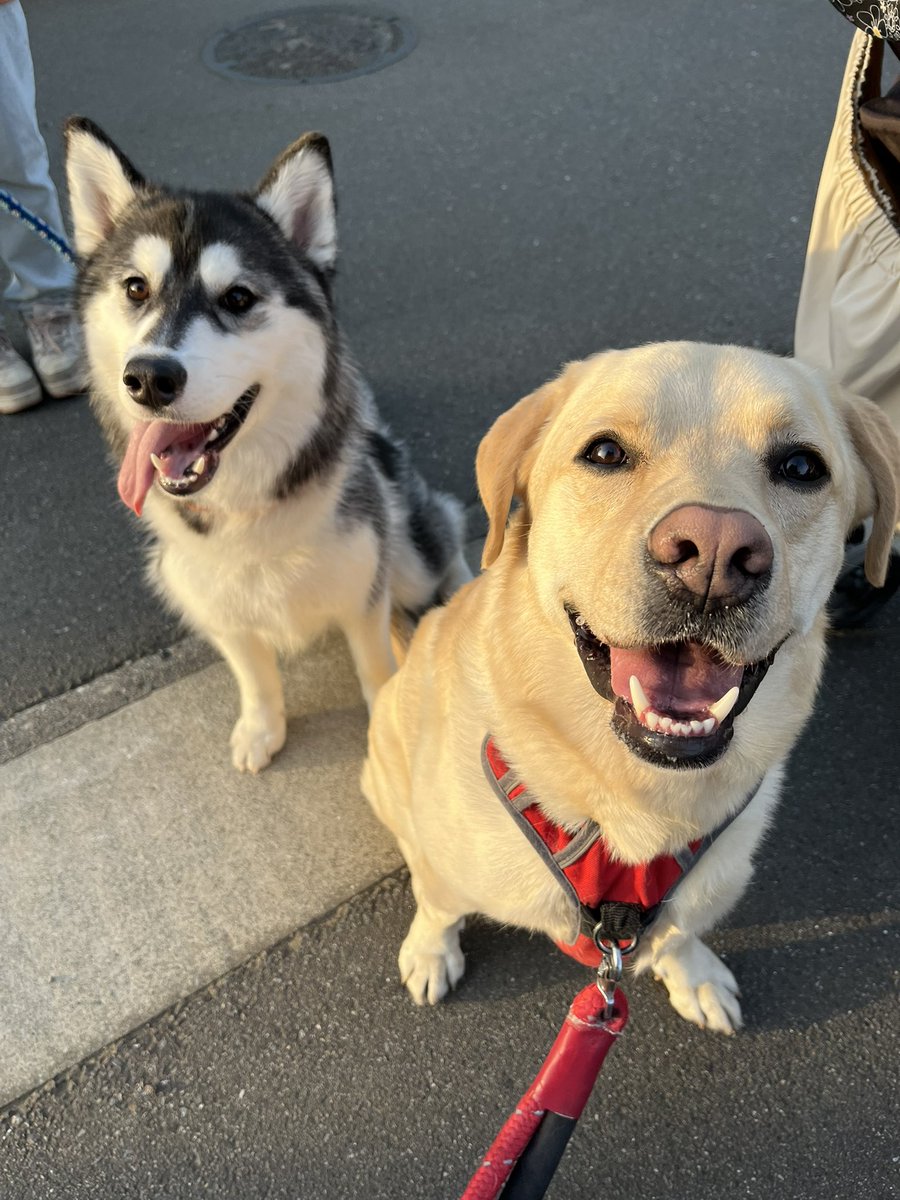少し前のですが…ご近所のリュックちゃん♡仲良しなんだかまだ探り合いなんだかよくわからない関係🥰笑