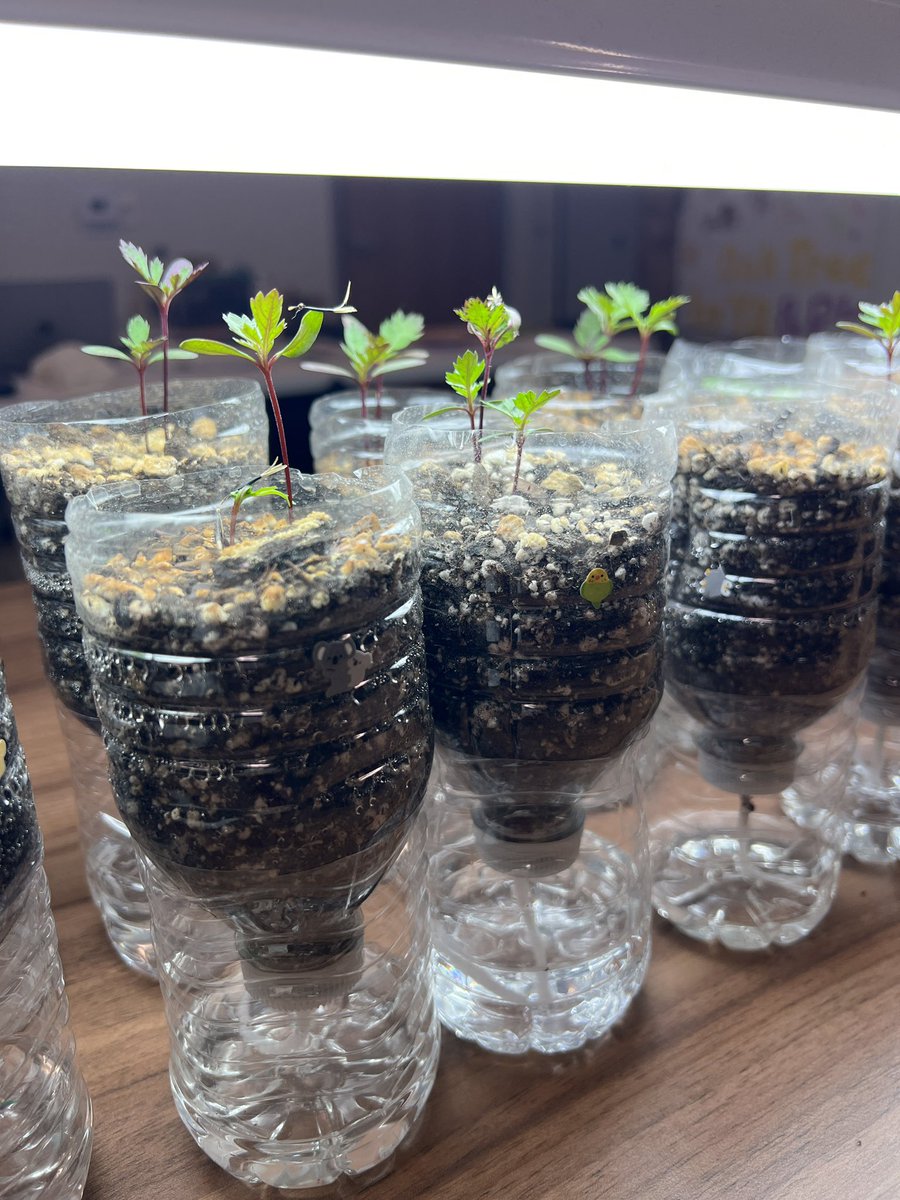 Keiko Nishino (@keikoroann) on Twitter photo Join us at the FamiLEE Fun-tastic Garden booth in the Media Center during the STEAM Night on Thursday, April 24th! Learn how to create a self-watering pot and take it home to grow plants with your family! <a href="/NetZeroLee/">Richard J. Lee Elementary</a> 🌱 Join us at the FamiLEE Fun-tastic Garden booth in the Media Center during the STEAM Night on Thursday, April 24th! Learn how to create a self-watering pot and take it home to grow plants with your family! <a href="/NetZeroLee/">Richard J. Lee Elementary</a> 🌱