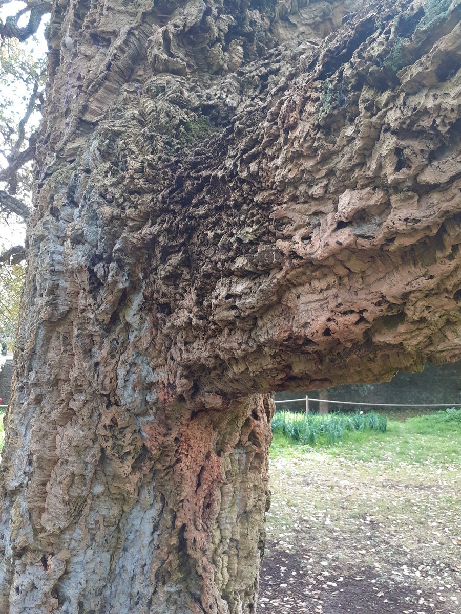 Thought this was a Holm oak, but it's actually a cork oak and you can really see why when you look at the wood.  #TreeClub