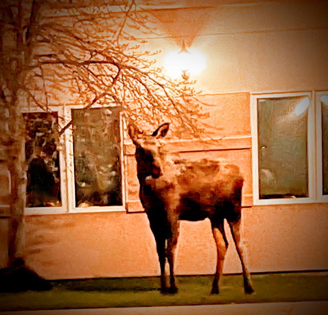 ChickCrazy41290's tweet image. @DevonDispatch Wednesday at 5:30 am at #DiscoveryPlace in #DevonAlberta. Residents were encouraged not to buzz him in as he always affects the total of fresh-baked muffins.
