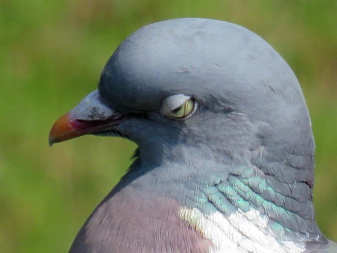 Birds active in daytime raise the lower lid when closing their eye .. nocturnal birds close the upper lid.
There is also a translucent 'nictitating membrane' or 'third eyelid'. This closes across the eye horizontally from front to back. Used to moisten, clean and protect the eye.