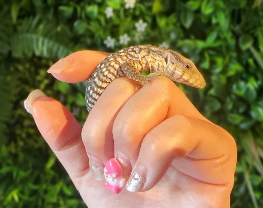 かわいいナイルモニター、サバンナモニターのベビーいます♡🉐お問い合わせくださいﾍﾟｺﾘ(⋆ᵕᴗᵕ⋆).+*