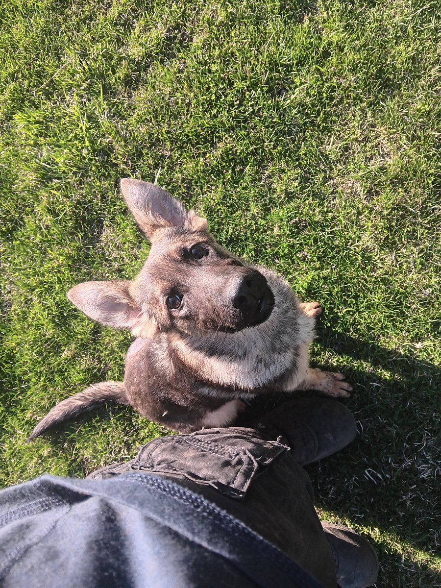 Working on obedience with Ava!

#countryfiedkennels #vermontdogtraining #Vermont #vermontdogs #ObedienceTraining #vermontlife #vermontliving #workingdog #workingk9