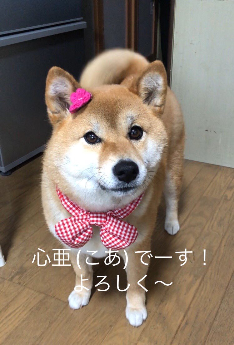 𖤣𖥧𖥣｡𖡼.𖤣𖥧𖡼.𖤣𖥧⚘𖤣𖥧𖥣｡𖡼.𖤣𖥧𖡼.𖤣𖥧⚘ どっか