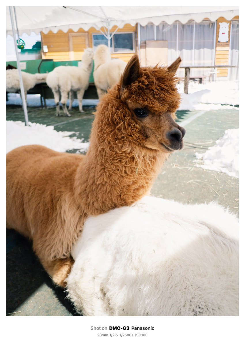 歌音、ポコさんの背中は暖かい？？ いつか理解した上？で歌音が誰かに