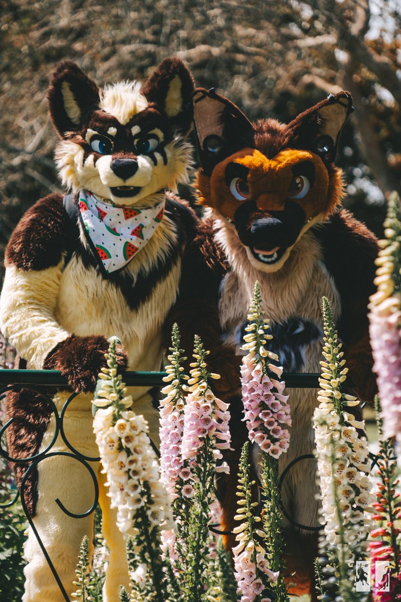 gangstaguru123's tweet image. Hey you lot! Go and wish my lovely boyfriend @Anthonyarmstro a Happy Birthday today 💚 

📸 - @Negadrake @tatosnowleopard @HuskyPause 
✂️ - @FursuitsByLacy @stitchupsuits 

#HappyBirthday