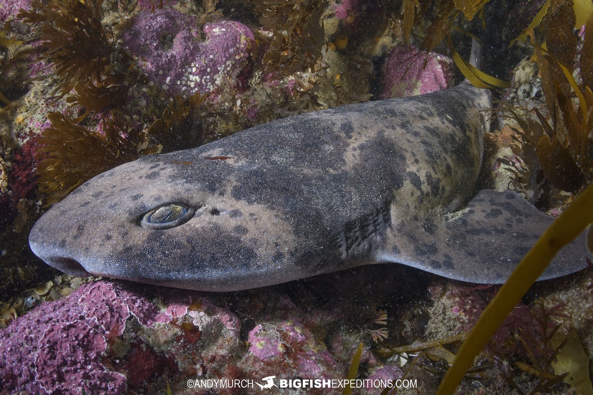 BigFishTrips's tweet photo. Australian Swell Shark. Spring Beach, Tasmania. #swellshark #draughtsboardshark #carpetshark #sharksofasutralia #sharkphotography #sharkdiving #bigfishexpeditions https://t.co/IuIRkmmVOR