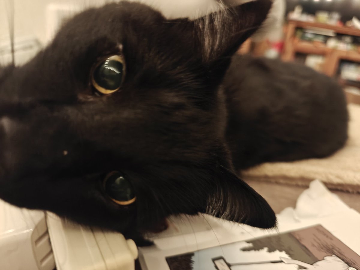 datJaneDowo's tweet photo. @GhostisAFK Zeke! 🐈‍⬛👉👈 https://t.co/F6grySVG8Q