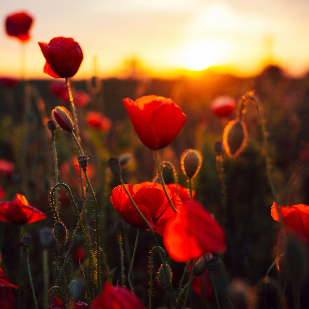 We’d like to take a moment this Anzac Day to acknowledge and thank all Australians who have served our country, past and present. 📷

We will remember them…Lest we forget.

📷 Anton Darius via Unsplash

#AnzacDay #AnzacDay2025 #WeWillRememberThem #LestWeForget #ProudlyAussie