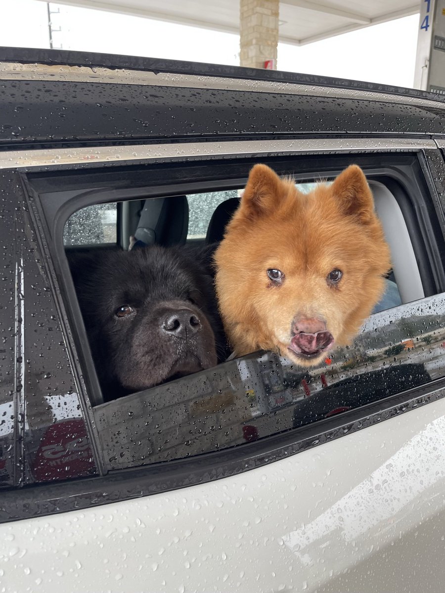 dulcemaccomedy's tweet image. found the cutest photo of my dogs and i’m obsessed #chowchow