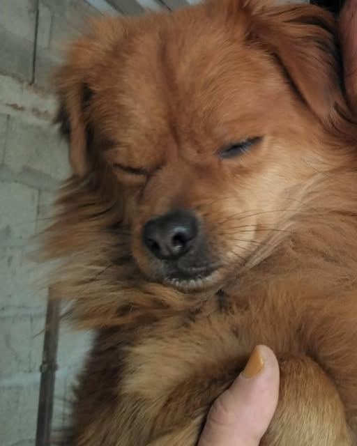 San José, se perdió perrito ciego a la altura del km 29, su familia lo busca desesperadamente 
093529725
Angelito