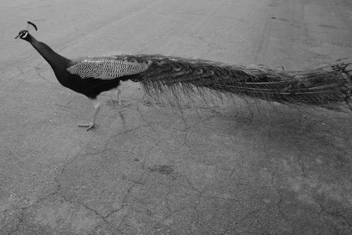 Just another post walk shots around Arcadia… 🦚