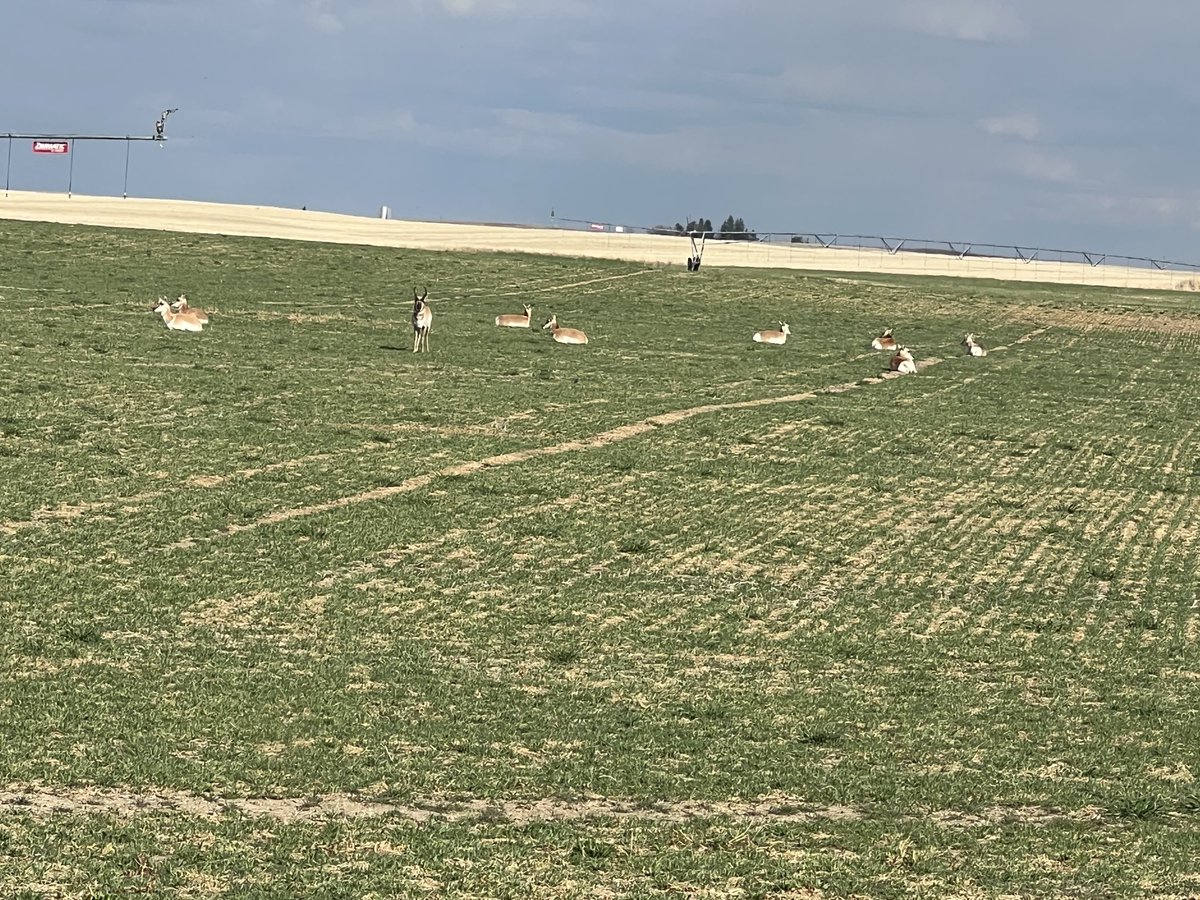 Eat Canadian Timothy grass—10 pronghorns can’t be wrong