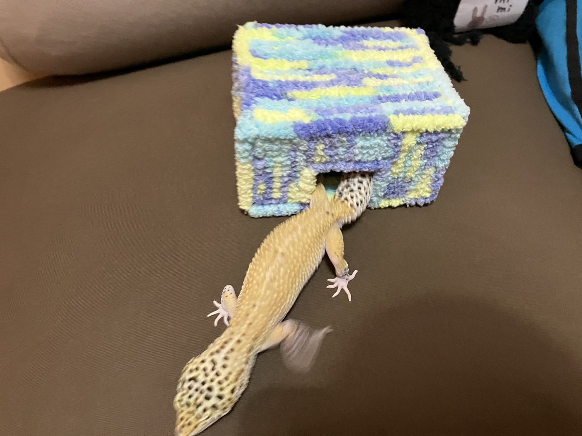 zoge_0880's tweet photo. みてみて〜
シェルター編んでみた🧶 https://t.co/j1LOaS2bLa