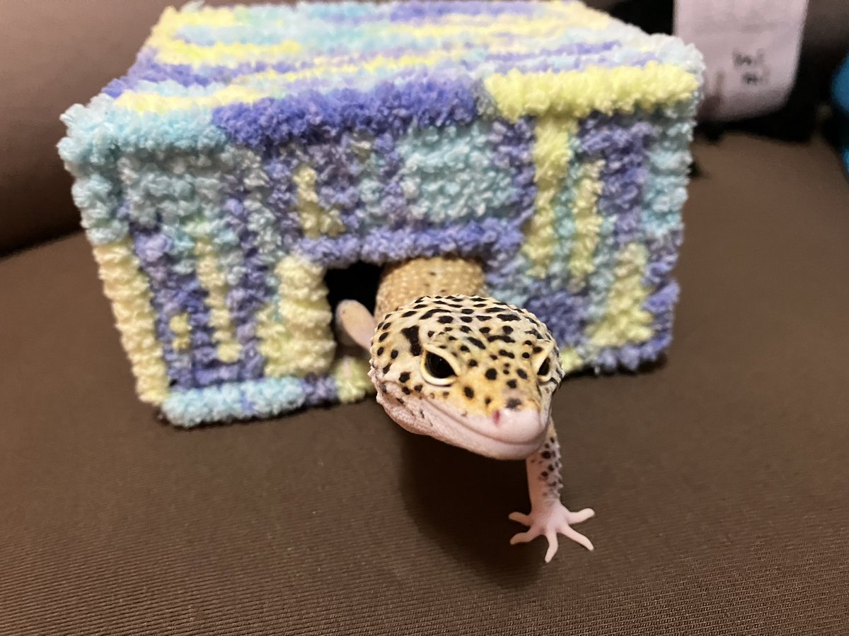 zoge_0880's tweet photo. みてみて〜
シェルター編んでみた🧶 https://t.co/j1LOaS2bLa