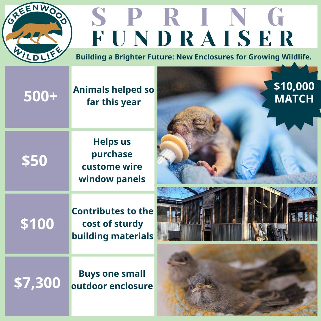Greenwood_CO's tweet image. There’s still time to donate to  our Spring Fundraiser for orphaned wildlife! Don’t miss your chance to double your impact thanks to a matching gift of $10,000 from a generous board member!

donorbox.org/greenwood-spri…

#GreenwoodWildlife #SpringFundraiser #DoubleYourImpact