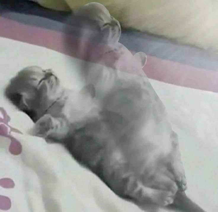 dallas server i am in you