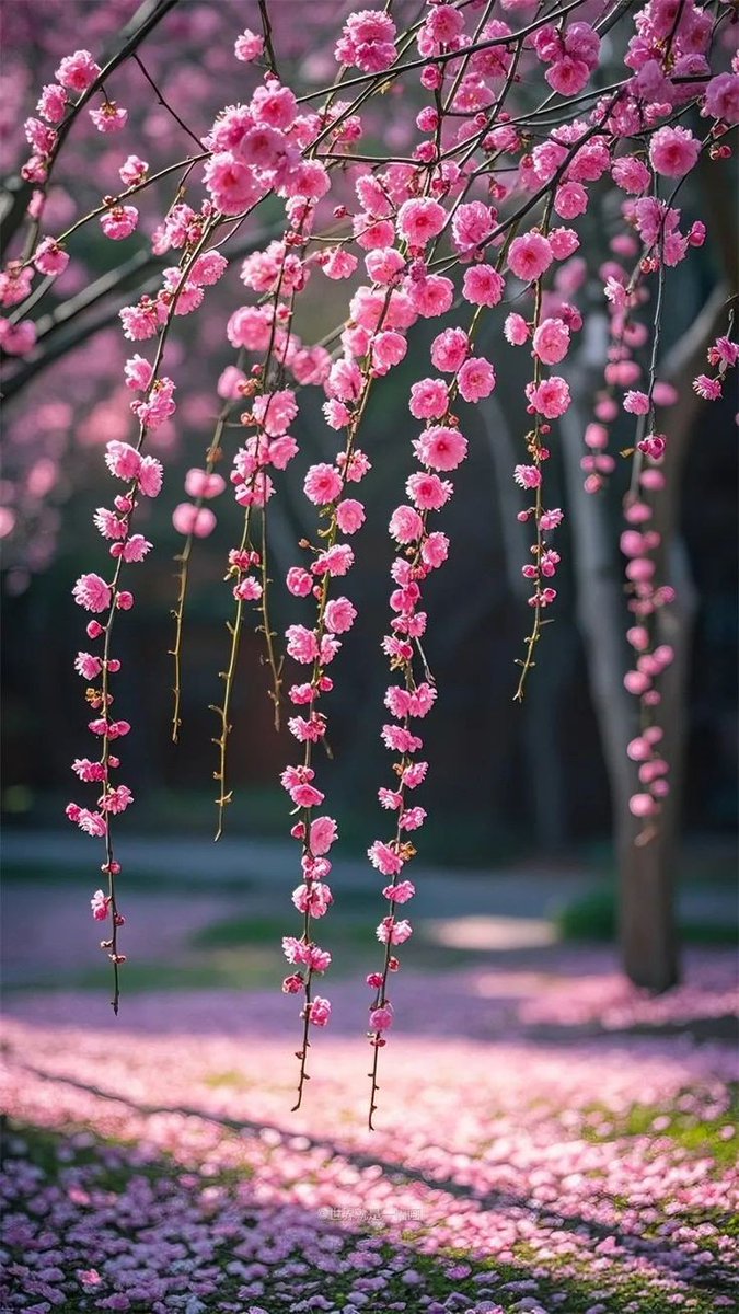 🩷🩶🩷Happy Thursday 🩷🩶🩷