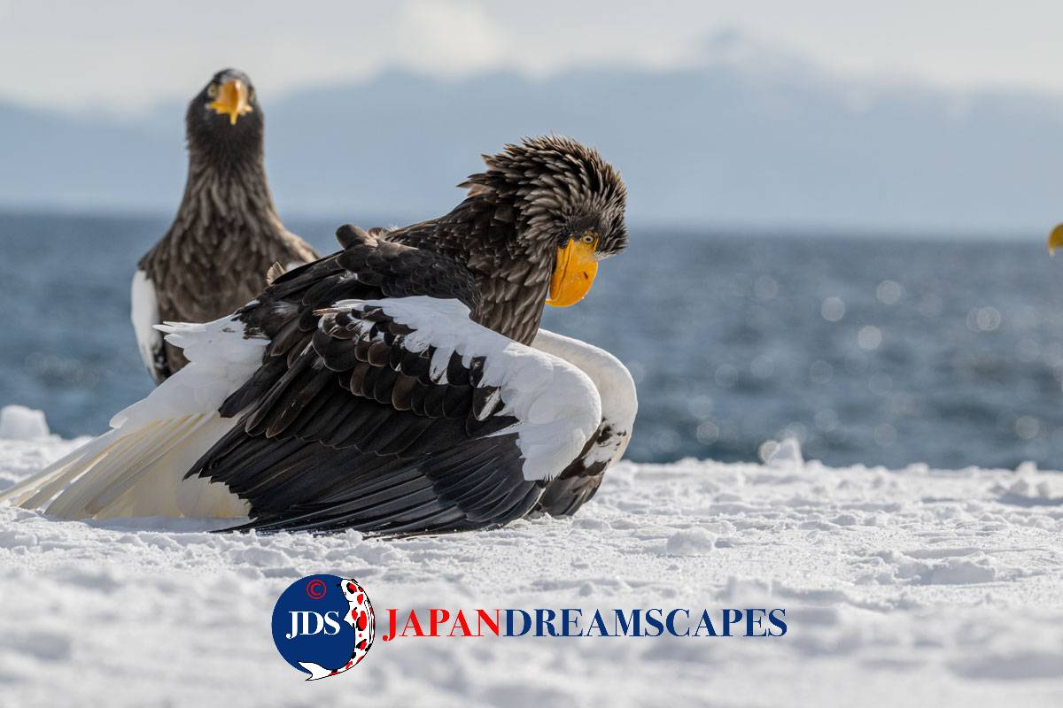 JDreamscapes's tweet photo. Pack Ice Contemplation #japan #japandreamscapes #日本 #写真好きな人と繋がりたい #写真 #ファインダー越しの私の世界 #旅行 #旅 #travel #travelphotography #birding #birdingphotography #eagle #hokkaido #packice #オオワシ #鷲 #バードウォッチング #北海道 https://t.co/q2gSSYopQo