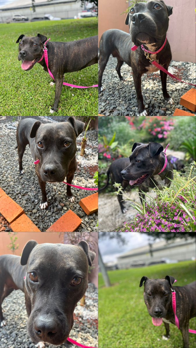 Nalita busca un hogar lleno de amor. Por favor ayudar a compartir 🏡❤️‍🩹