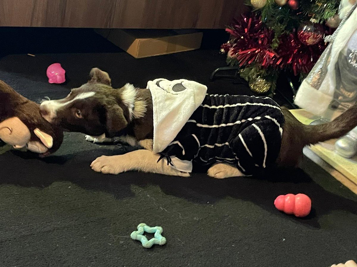 WackerPady's tweet image. Throw back to the doggies getting dressed up for Christmas except the husky was a little big for it 😔