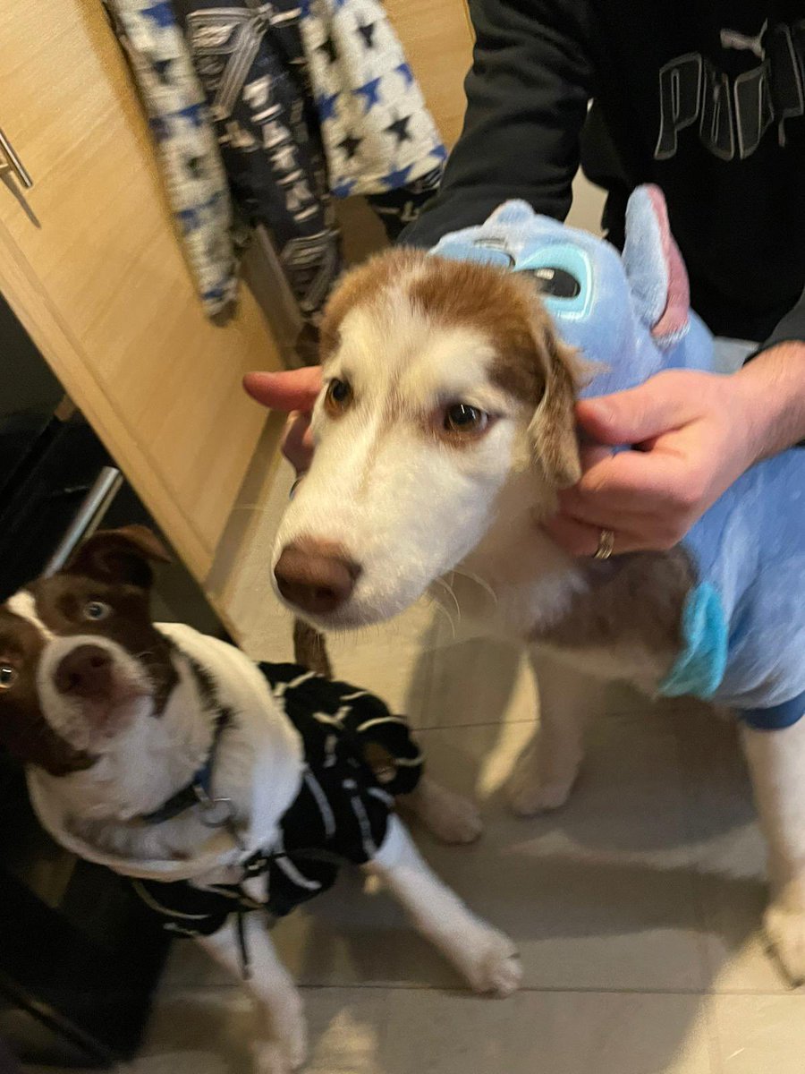 WackerPady's tweet image. Throw back to the doggies getting dressed up for Christmas except the husky was a little big for it 😔