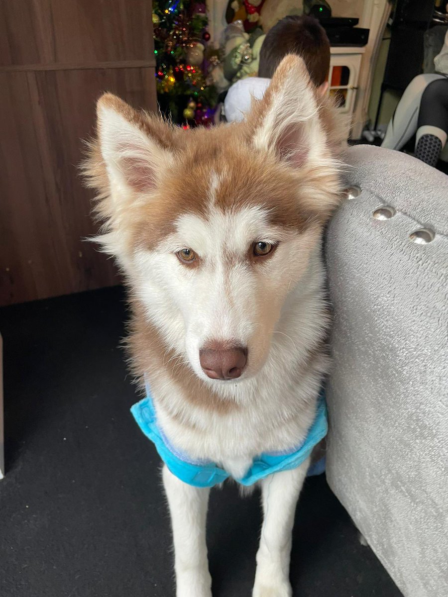 WackerPady's tweet image. Throw back to the doggies getting dressed up for Christmas except the husky was a little big for it 😔