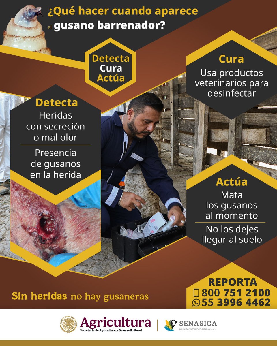 🐄🔎¿Sabías que el #GusanoBarrenadorDelGanado es una de las plagas más peligrosas para el hato ganadero en México? Este parásito invade heridas abiertas del ganado y puede causar infecciones severas, pérdida de peso, disminución en la producción e incluso la muerte del animal.