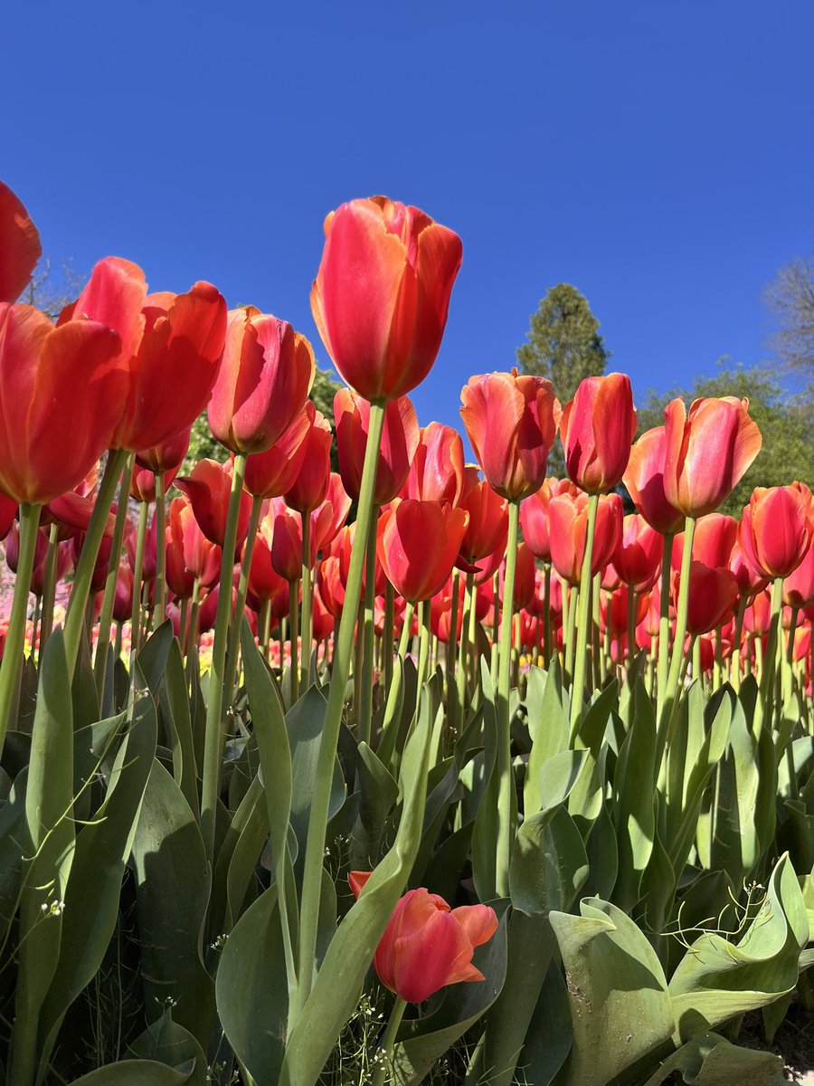 #Tulipanes en Madrid