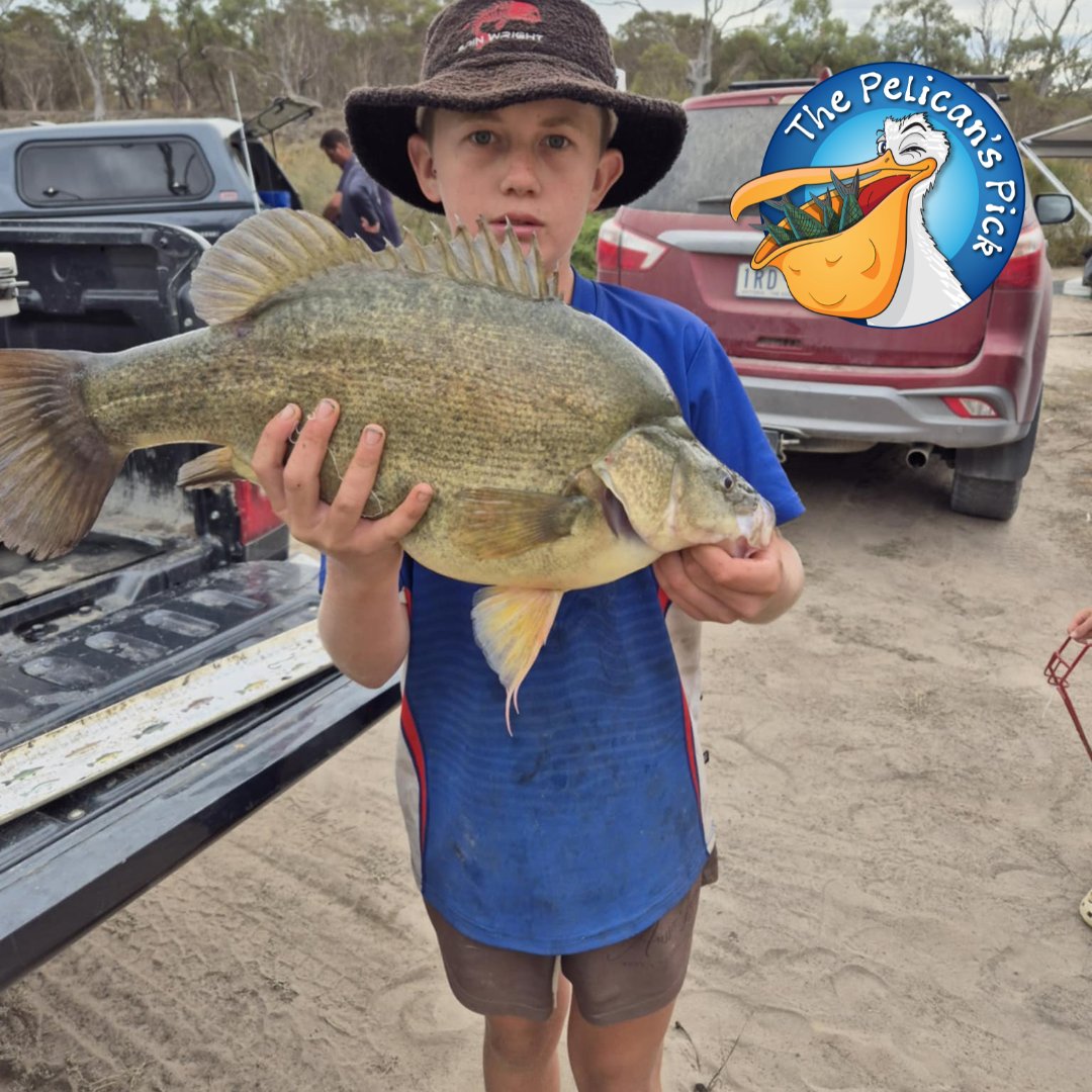 Jamar knew the yellowbelly were biting in Jeparit, and before long he was reeling in a monster 57cm beauty.
Check out the full Pelican's Pick report here - vfa.vic.gov.au/pelicanspick