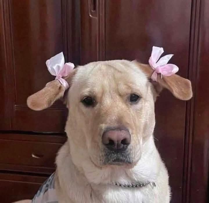 dientistamx's tweet photo. Me da un paquete de cubrebocas rosas y una caja de guantes extra chicos igual rositas por favor. https://t.co/QlgkFK2d8o