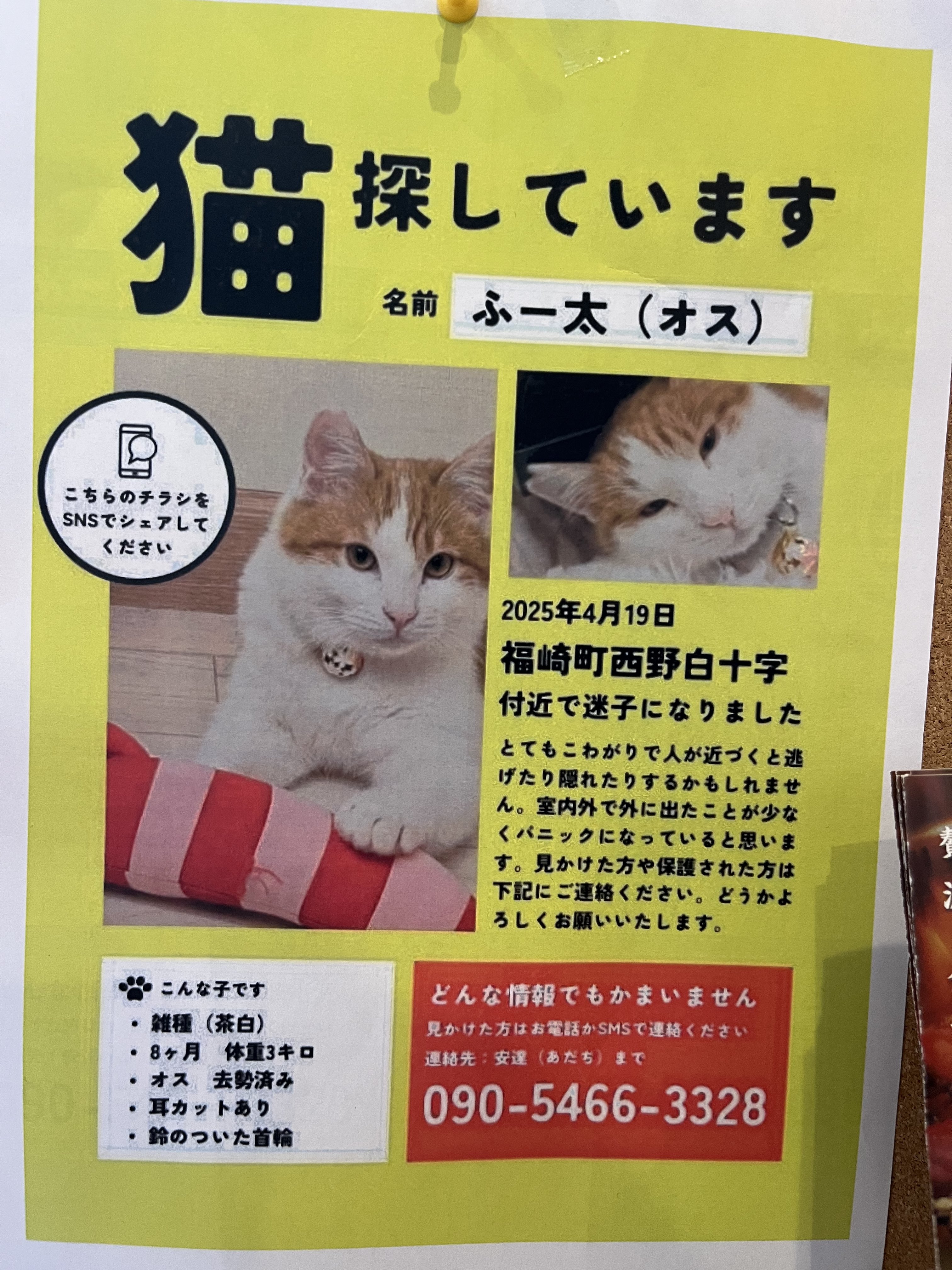 Amazon | PIANETA 猫首輪 名前入り＆電話番号無料刻印 迷子札