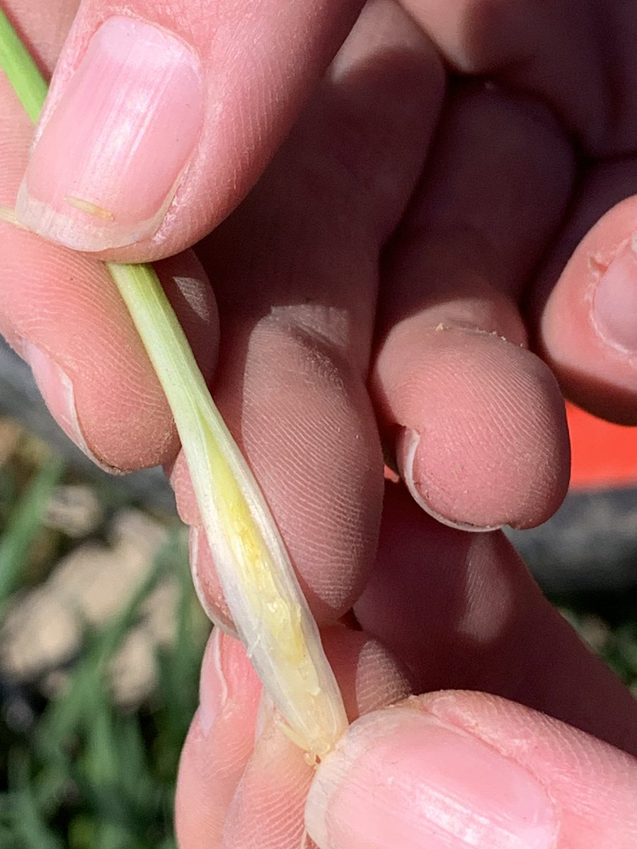 johanna lindeboom, CCA-ON (@johannaburrows) on Twitter photo Not the best shot, but lots of wheat reaching growth stage 30 this week… Time to start thinking about PGRs and <a href="/GreatLakesYEN/">Great Lakes Yield Enhancement Network</a> tissue samples #ontag Not the best shot, but lots of wheat reaching growth stage 30 this week… Time to start thinking about PGRs and <a href="/GreatLakesYEN/">Great Lakes Yield Enhancement Network</a> tissue samples #ontag