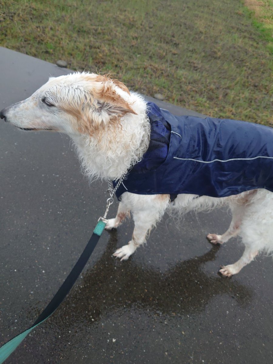雨の日はカッパでお散歩がんぼるぞい。

translation:
On rainy days, I put on my raincoat and go a walk.