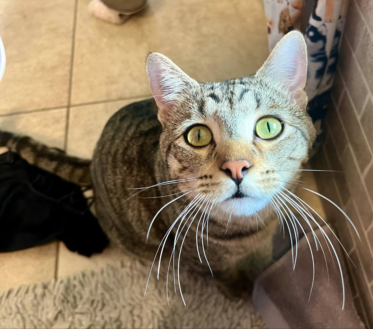 SWMaybelline's tweet image. maybellinebook.com
Leo the Lab report: Ziggy reminded me I didn&apos;t post today. He looked at me with those big green eyes and said, &quot;What&apos;s up, bro?&quot; Sorry, dude, I&apos;m a bit off today. Better late than never!
#Labrador #kittylove #memorylapses