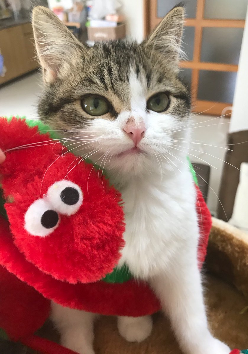 ママというヘビに噛まれて身動きがとれません😿🐍
No puedo moverme porque me muerde una serpiente llamada mamá