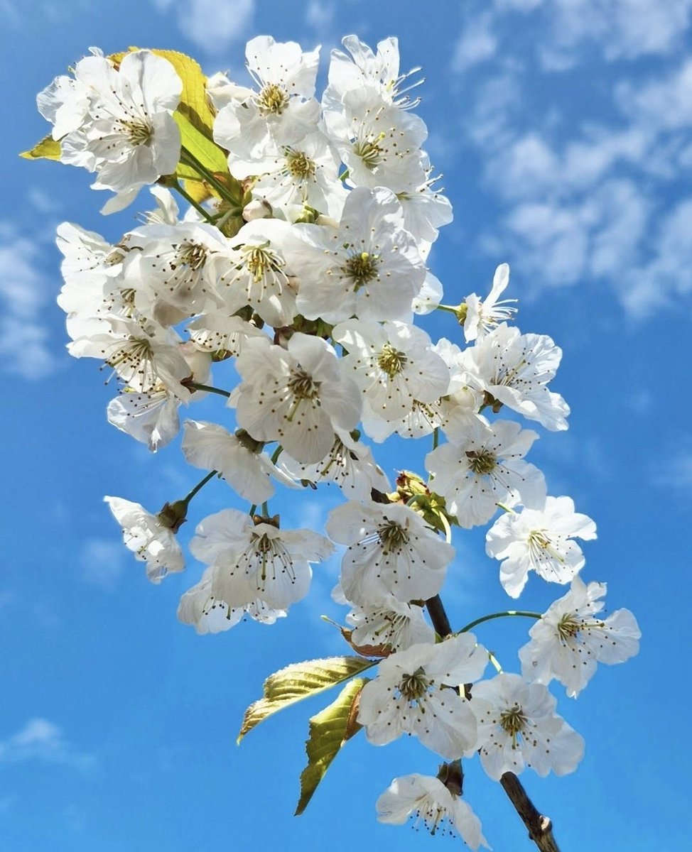 It's cherry blossom time! 🤍🍒🌿 #MyDevonGarden #GardenersWorld #GardeningX #CherryBlossom