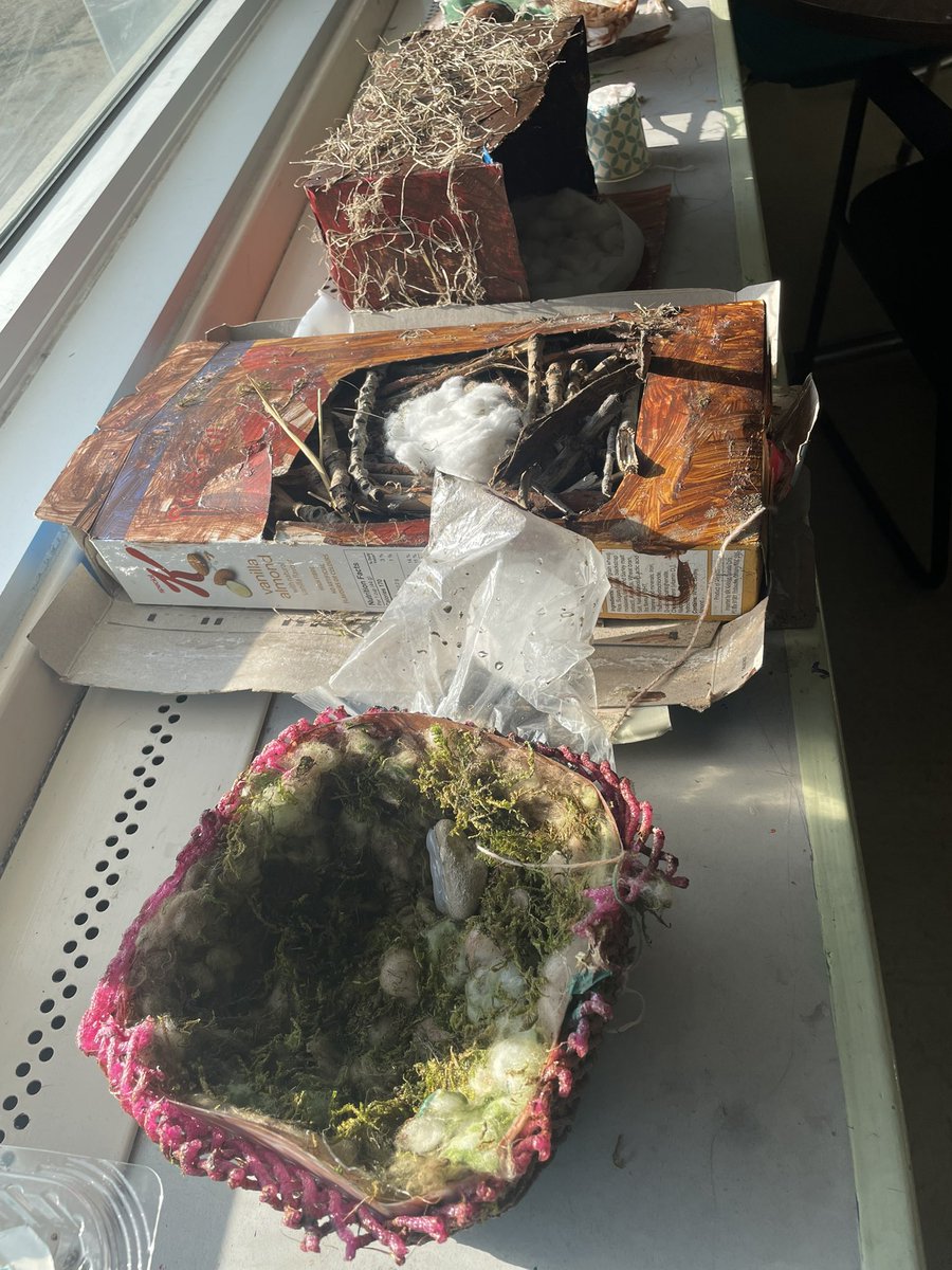 Valley View School (@valleyviewcbe) on Twitter photo Division 1 scientists are rising to the challenge! They’re building nests that float, hold 3 eggs and an adult bird, use recycled materials, blend with the environment, and include an anchor. Brilliant eco-engineering in action! #ScienceOlympics #WeAreCBE <a href="/CBEArea3/">CBE Area 3</a> Division 1 scientists are rising to the challenge! They’re building nests that float, hold 3 eggs and an adult bird, use recycled materials, blend with the environment, and include an anchor. Brilliant eco-engineering in action! #ScienceOlympics #WeAreCBE <a href="/CBEArea3/">CBE Area 3</a>