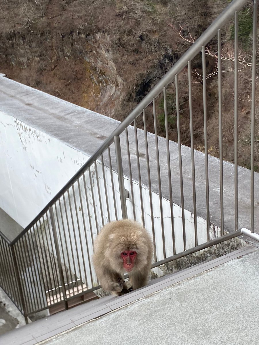 お早うございます☁️
先日、日光の華厳の滝で猿に遭遇しました。可愛い〜！って思っていたら凄い剣幕で向かって来て、ちょっと怖かったです。縄張りに踏み込んでごめんなさいの瞬間でした(^^;)
本日も宜しくお願い致します。

#企業公式が朝の挨拶を言い合う #映像制作