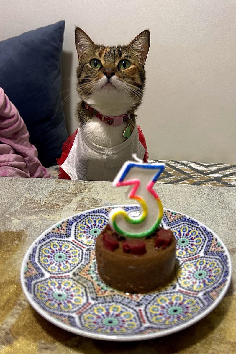 Happy 3rd adoption anniversary 🖤✨🤍
My beautiful daughta. I wish I could tag you and let the world see how loved you are BUT you don’t need the internet to know that you’ve got warm cuddles and a never ending supply of treats. 
Love you, forever my furry tiny bean