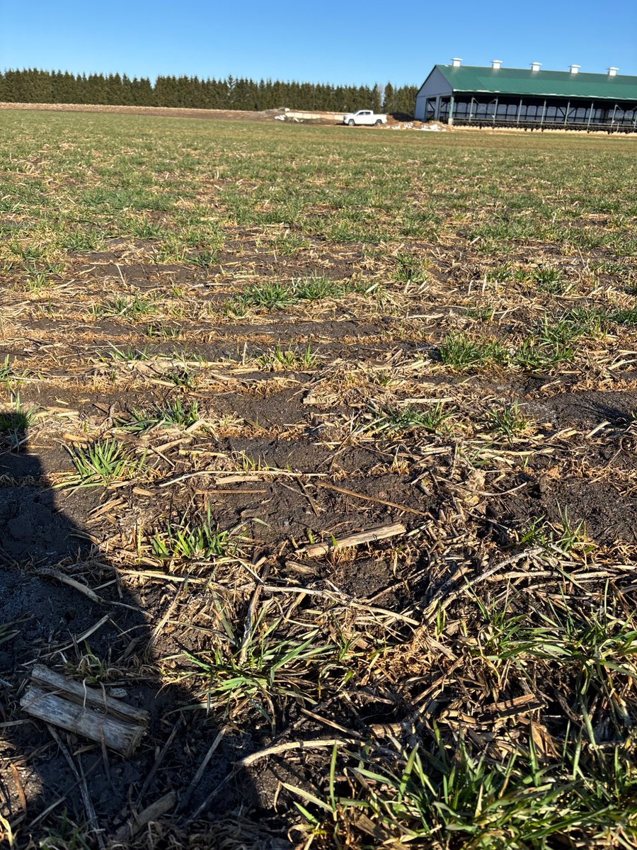 Pour one out tonight for all the beef farmers whose wheat and rye is getting pummelled this spring. Most beautiful stands in the fall and absolute nightmare this spring 😢🥺 #scout25 #wtf