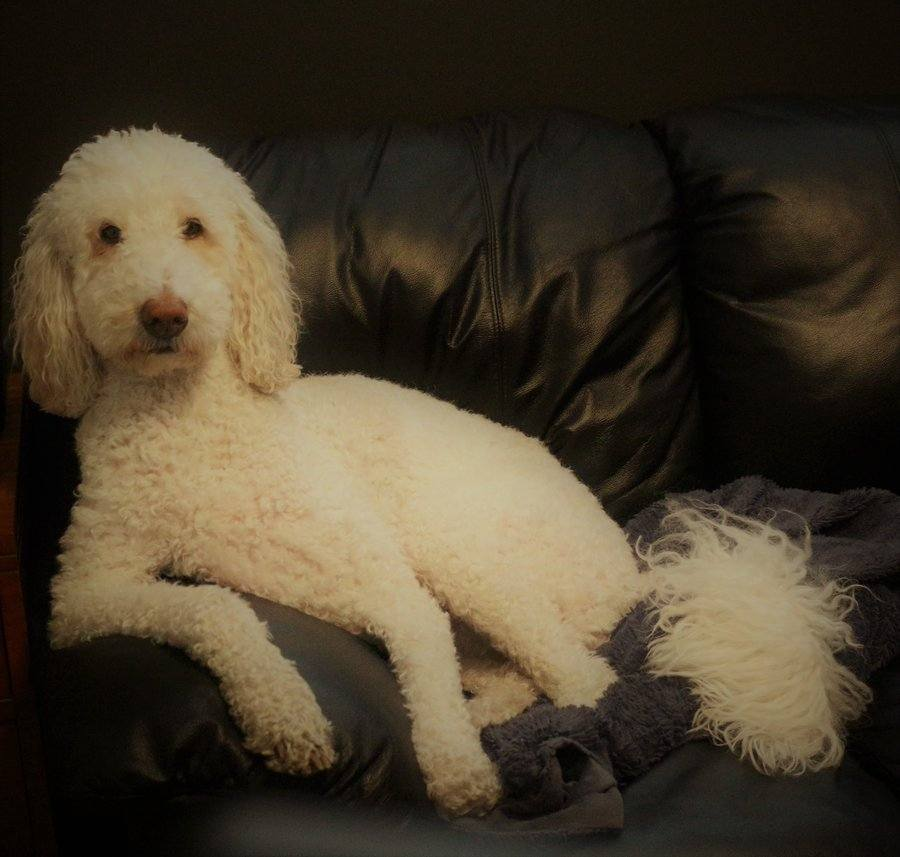 DoodleNessa's tweet image. And then I was like "Whatever mother-fluffers"....
and the mother-fluffers whatevered.
- Macie
#Wednesdayvibe