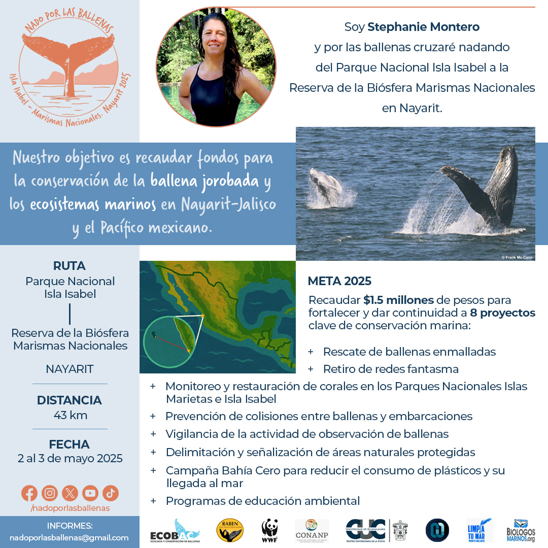 CONANP_mx's tweet photo. La nadadora mexicana Stephanie Montero Bending se propone cruzar 43 kilómetros en mar abierto, distancia comprendida entre el Parque Nacional #IslaIsabel y la Reserva de la Biosfera #MarismasNacionales Nayarit. 🏊🏻♀️
Conoce más ➡️ https://t.co/GH9obBuMXk #SomosNaturaleza 🌅🐳🦀🐙🌊 https://t.co/SisFSNPE5u