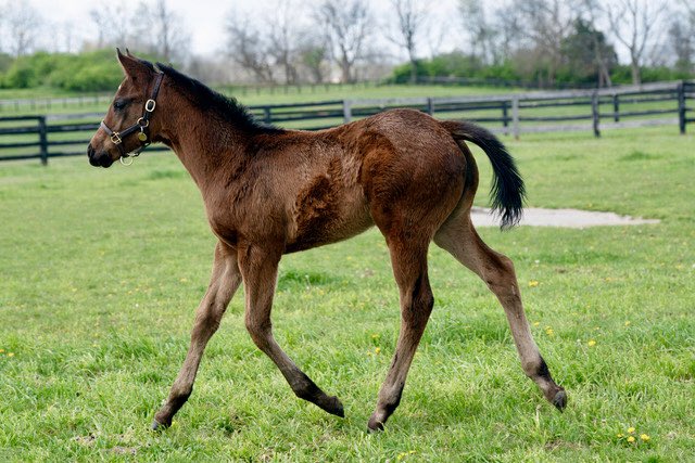 Our filly by Mage (<a href="/AirdrieStud/">Airdrie Stud</a>) struttin’ her stuff 💃🏻💃🏻💃🏻