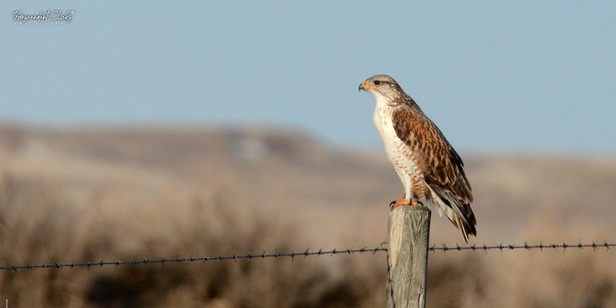 CalgaryObserver's tweet image. Nest-building season is on! Ferruginous Hawks are pairing up across SE Alberta’s open country. Keep your binoculars ready near buttes and lone trees.
Nature’s drama unfolds in silence.
#Wildlife
#FerruginousHawk
#photography