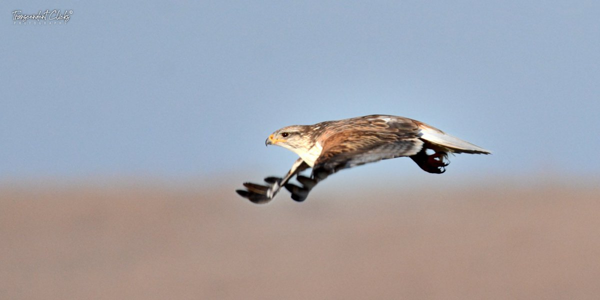 CalgaryObserver's tweet image. Nest-building season is on! Ferruginous Hawks are pairing up across SE Alberta’s open country. Keep your binoculars ready near buttes and lone trees.
Nature’s drama unfolds in silence.
#Wildlife
#FerruginousHawk
#photography
