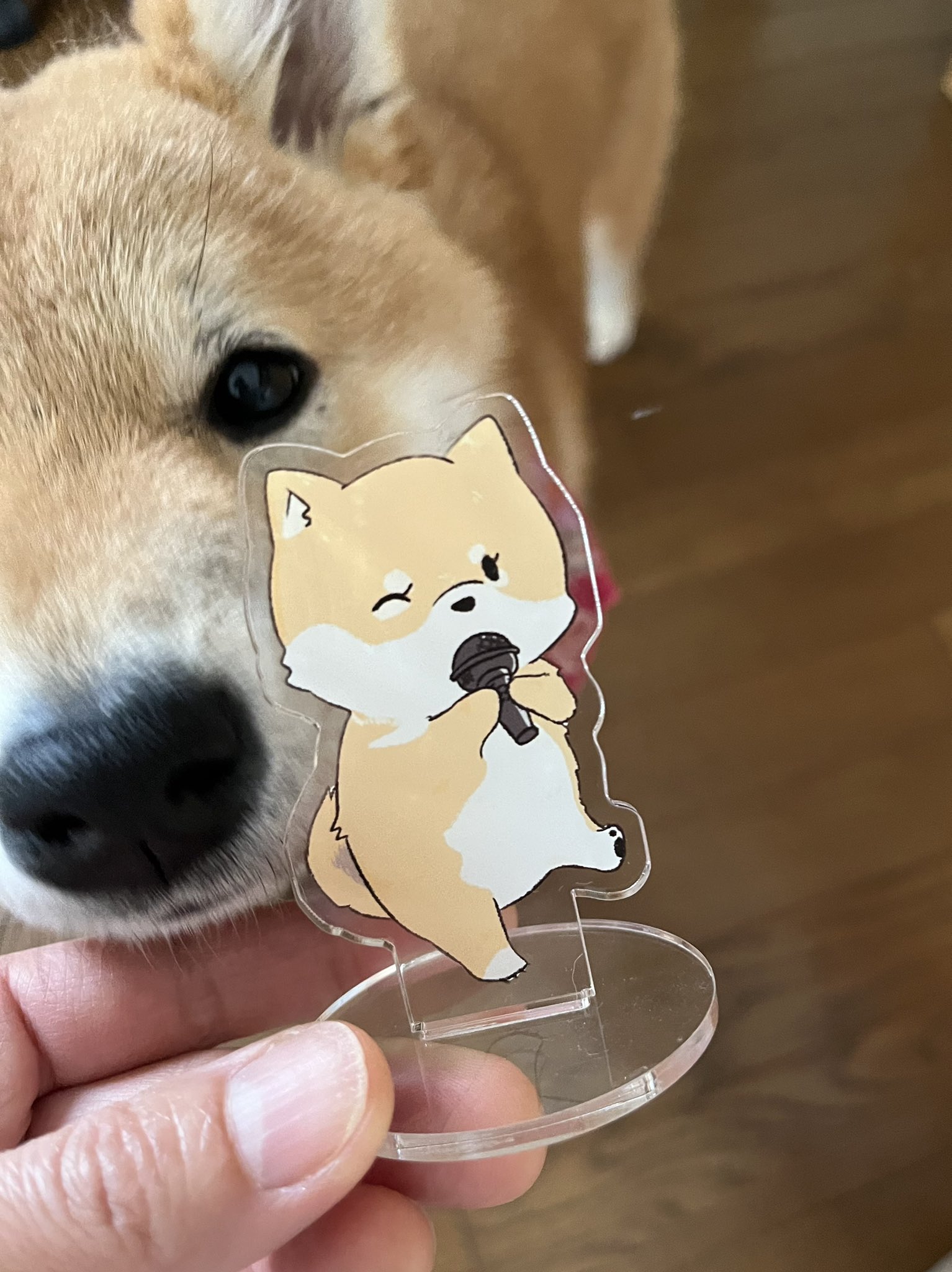 しばけん Highlights by 柴犬こめ0歳 (@shibainukome) / X