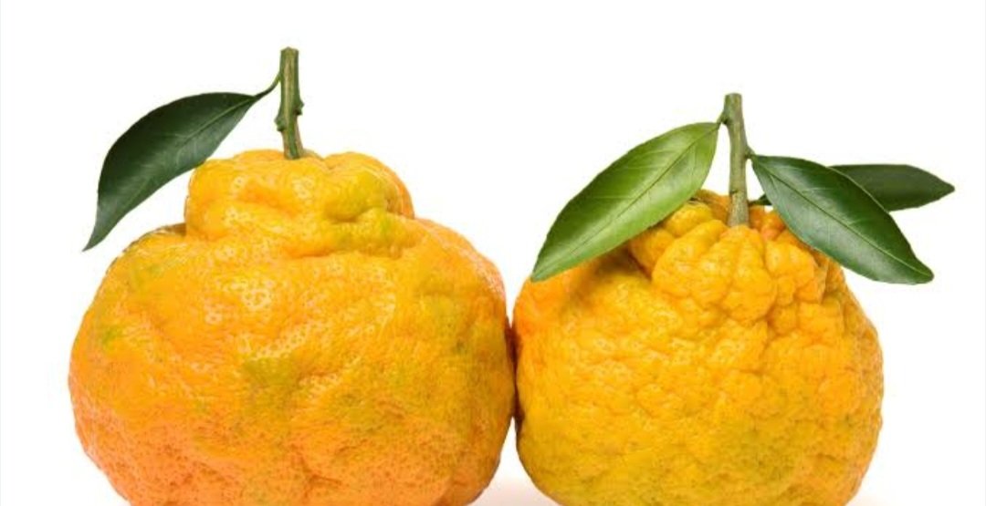 KimInglis8's tweet photo. @whitten_su30445 @wiseconnector Ugly Fruit https://t.co/bbjK8dXdYv